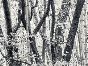 2023-03-25-0060_bearbeitet-1 null