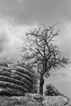 El Torcal (Naturschutzgebiet in Andalusien) null