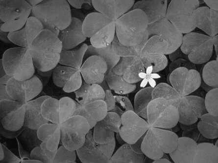 Diverses